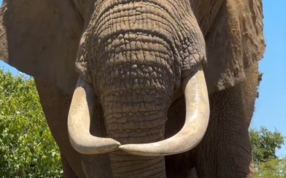 和巨型非洲象对视 肩高超过3.3米