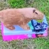 一场Capybara引起的惨剧
