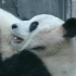 【自然传奇】探秘自然·非凡的动物 大熊猫和华南虎