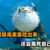 河豚以剧毒闻名，其实竟不产毒素！神秘河鲀毒素，到底从何而来