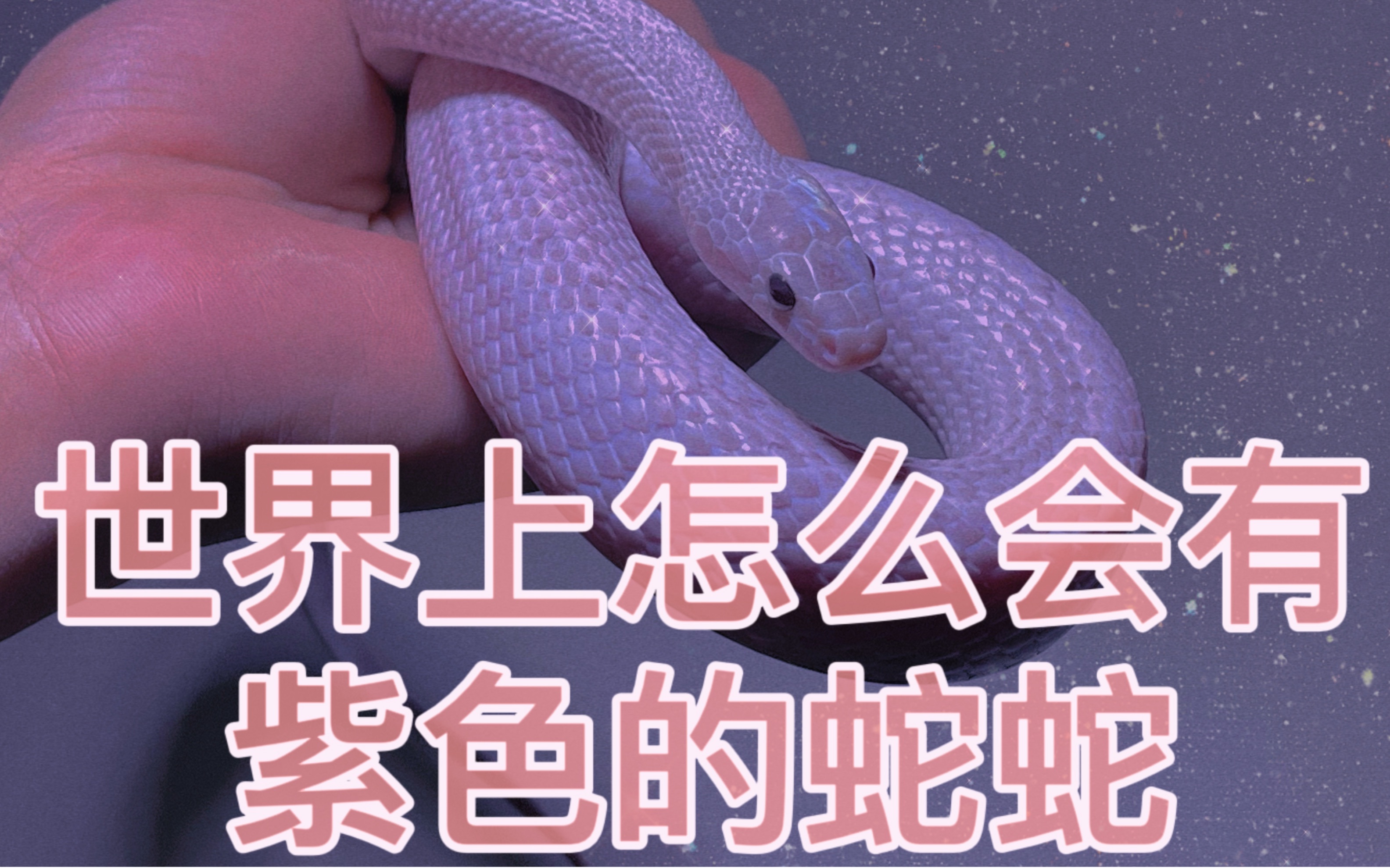 【薰衣草系列玉米蛇】你别骗我，根本没有紫色的蛇蛇