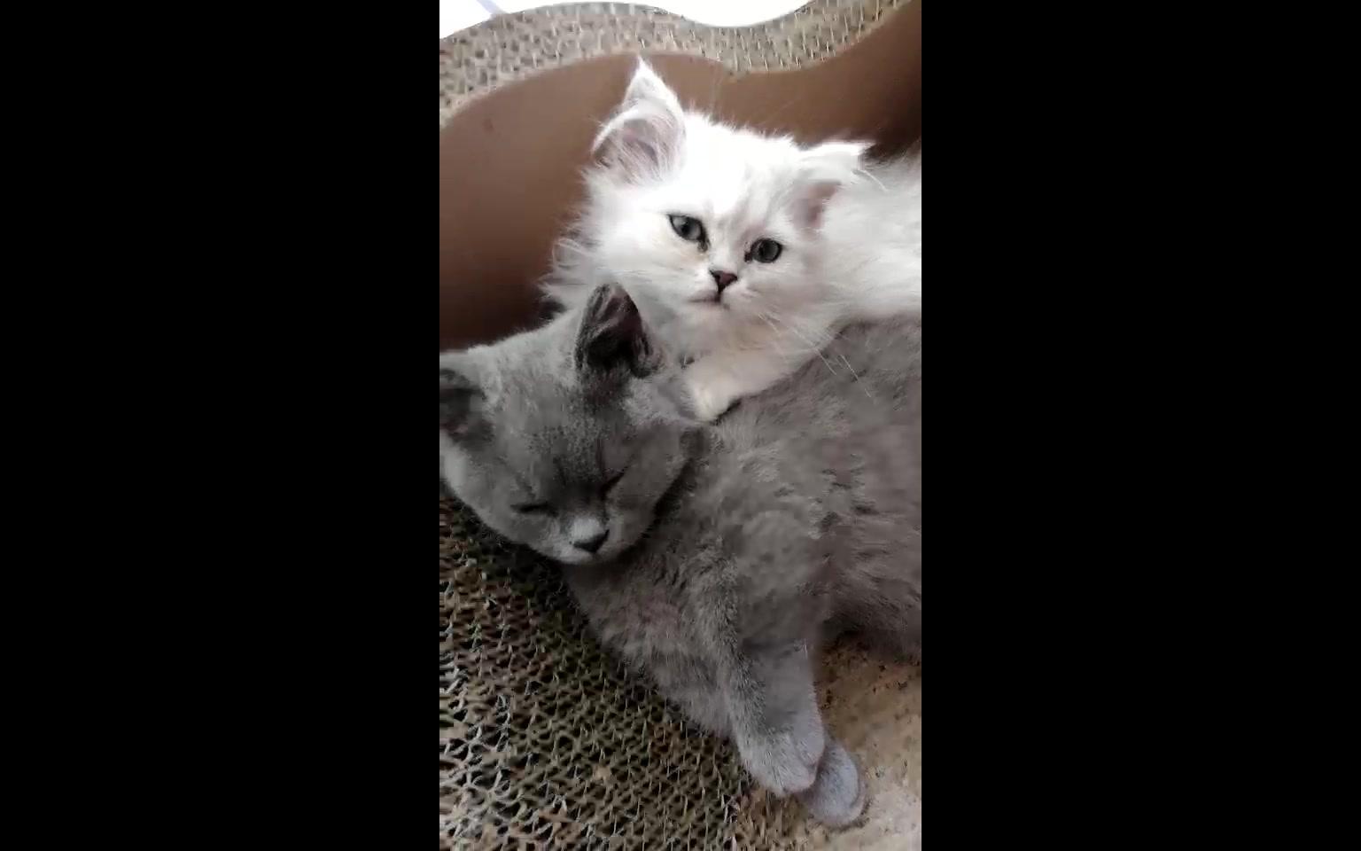 两只小猫突然抱在一起(萌翻)