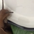 蜗牛喝水吃菜观察实验