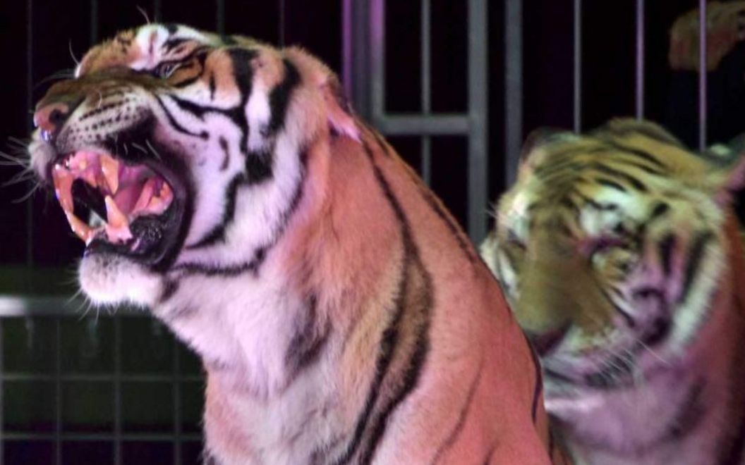 俄罗斯马戏团孟加拉虎攻击雄狮最清晰的版本