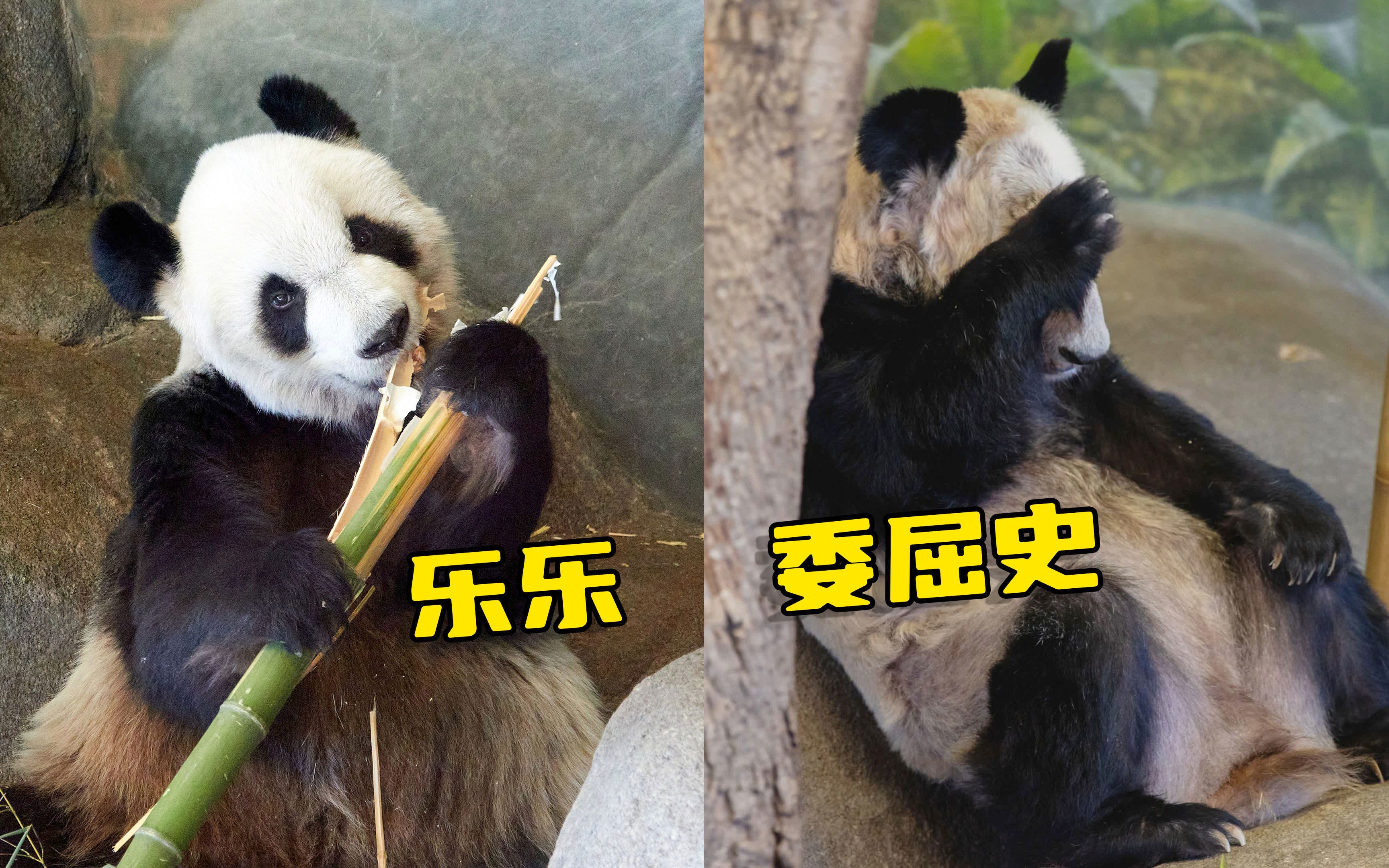 揭露熊猫乐乐委屈史，细数这些年大熊猫被欺负经历