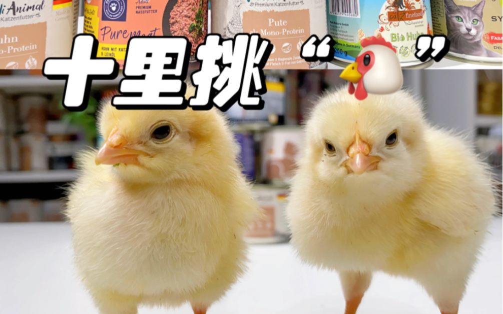 “十里挑🐔”专场 看看哪位是“🐔王👑”#宠物吃播 #喂猫日记 #vlog日常 #干饭最积极的小猫 #孟加拉豹猫