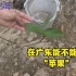 在广东能不能种“苹果”呢，小伙打造生态果园想种几棵“苹果”