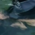 夺命巨鲨：维哥打算用血，来引开鲨鱼