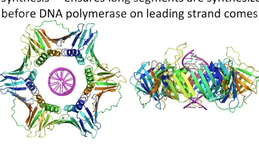 【DNA生物学的遗传密码】|DNA聚合酶（3.4）