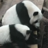 【大熊猫欢欢&圆梦】有一种温柔的怼架叫做欢欢的怼架~~