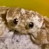 有些小螃蟹表面萌萌的，背地里可能在算计着怎么吓你一下