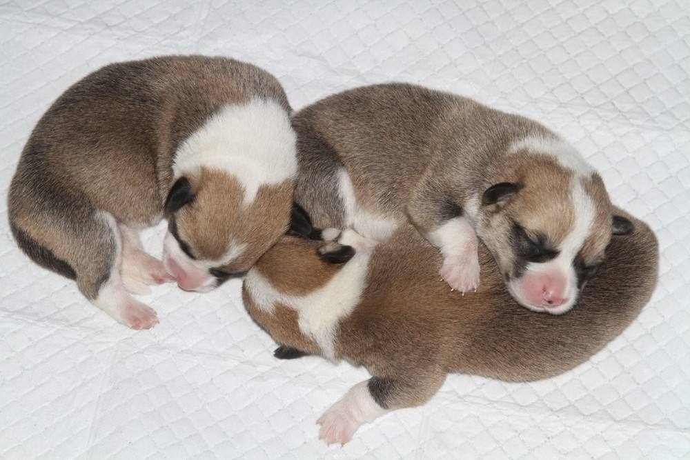 幼犬狗粮泡还是不泡？一分钟给你答案，看看你做对了吗？