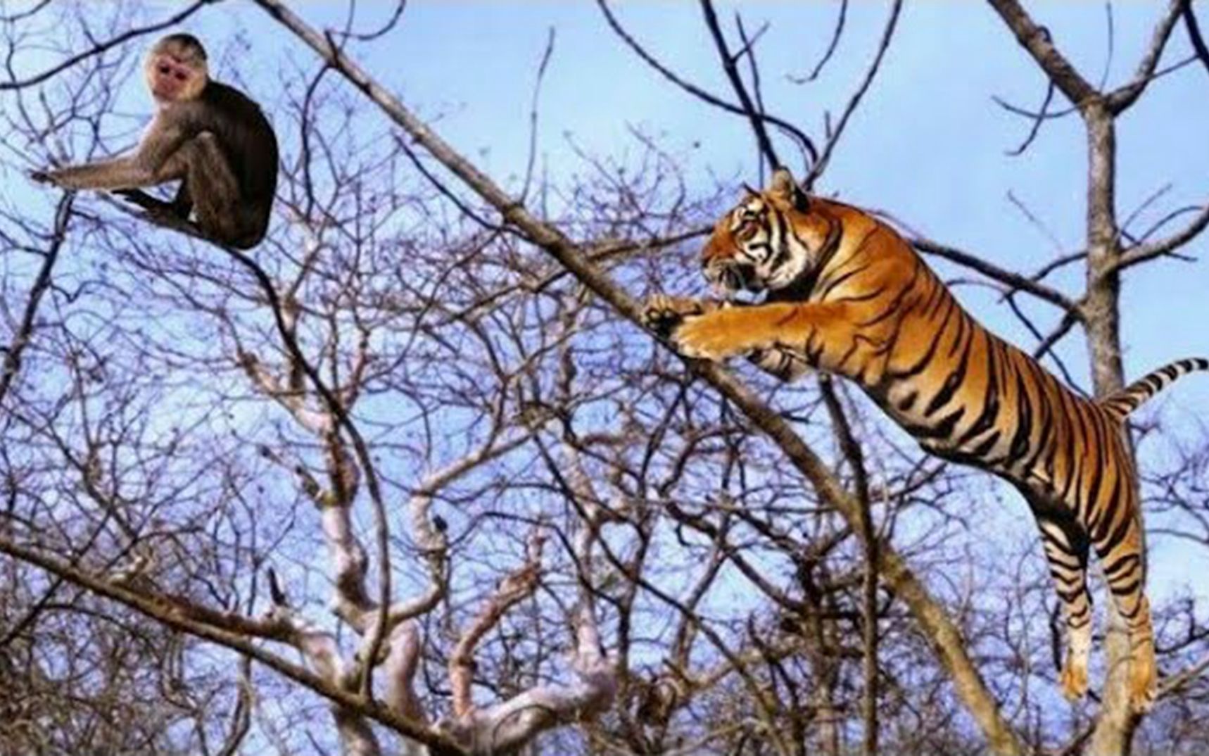 老虎追杀猴子，怎料猴子见机行事，直接令老虎“摔残废”！