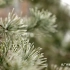植物结霜冬天视频素材