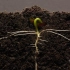 花豆随时间推移长大和土壤的横断面，植物根部上部如何生长。