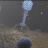 3D动画-T4噬菌体侵袭大肠杆菌