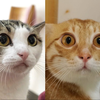 ⚡️我把小猫咪吵架的声音做成一首歌