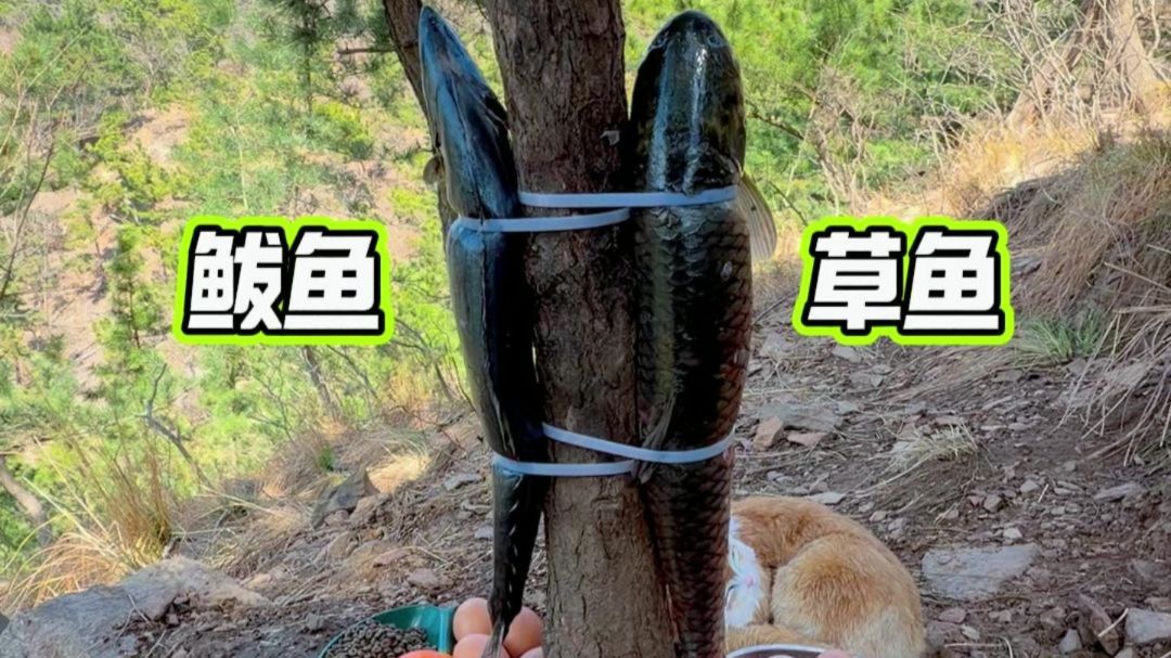 Day190 | 在山上绑两条鱼！