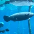 【长隆海洋世界】世界上最大的水族馆！