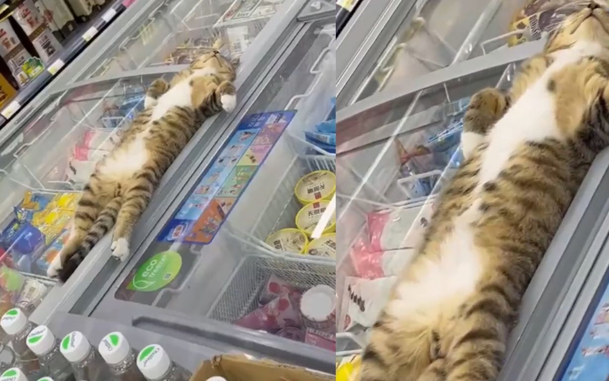 江苏无锡40度高温，猫咪直接跑到超市冰柜上四仰八叉睡觉