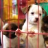 宠物盲盒里救下的100多只小生命，现在怎么样了？