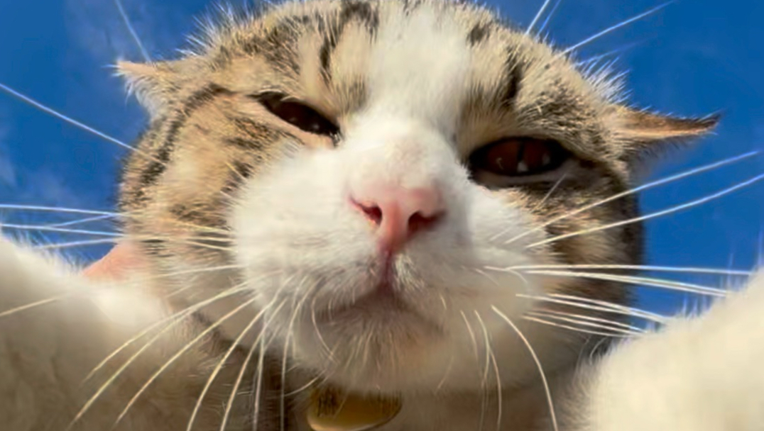 好天气配豪猫！