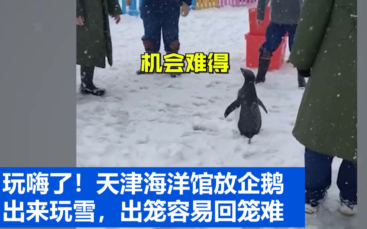 玩嗨了！天津海洋馆放企鹅出来玩雪，出笼容易回笼难