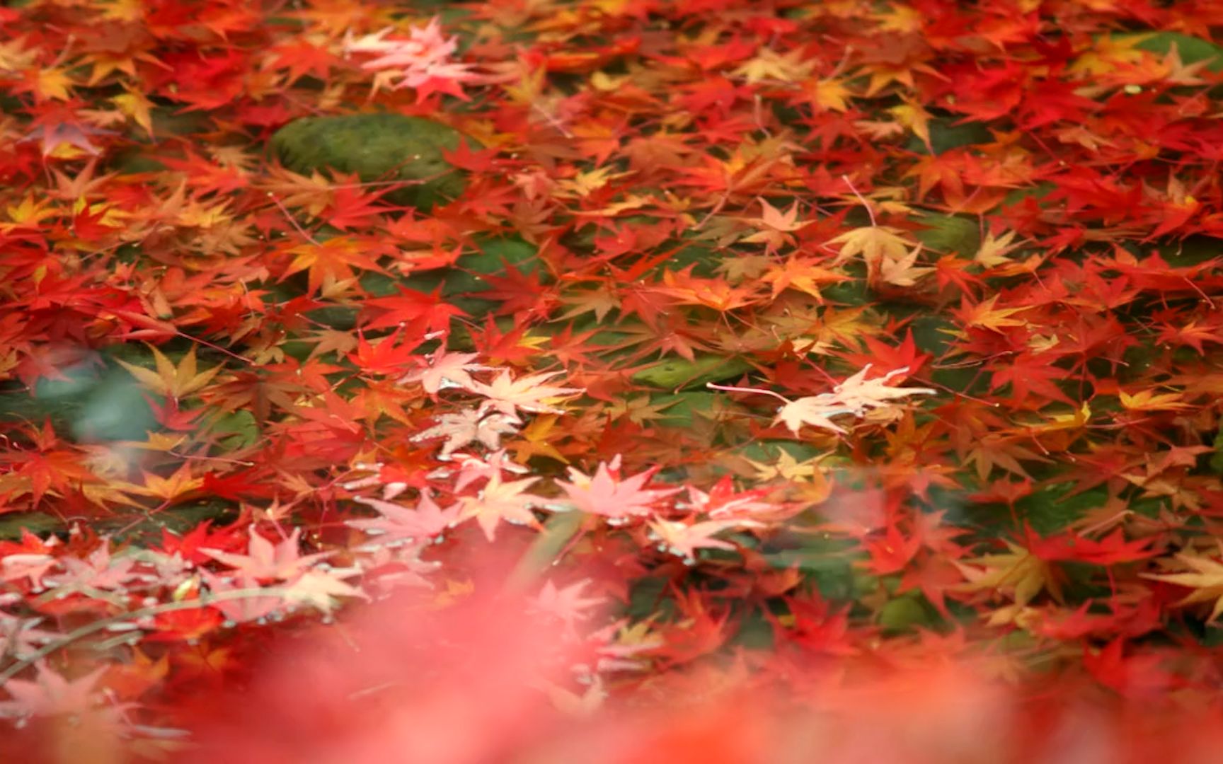 【空镜】主题：秋 | 关键词：枫树、枫叶、BE、秋风、落叶