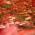 【空镜】主题：秋 | 关键词：枫树、枫叶、BE、秋风、落叶