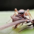 【精彩片段】蚁蛛之间的单挑！令人印象深刻的硕大 “ 獠牙  ”！