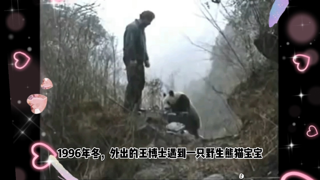 1996年，王博士外出遇到野生熊猫宝宝，呆萌萌的，一点也不怕生，主动求抱抱，温馨的一幕被同事拍摄记录下来