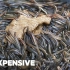 为何日本鳗鱼的价格如此昂贵？@柚子木字幕组
