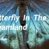[2017年纯音乐作品]梦境之蝶.Butterfly In The Dreamland-Jannie Kyo
