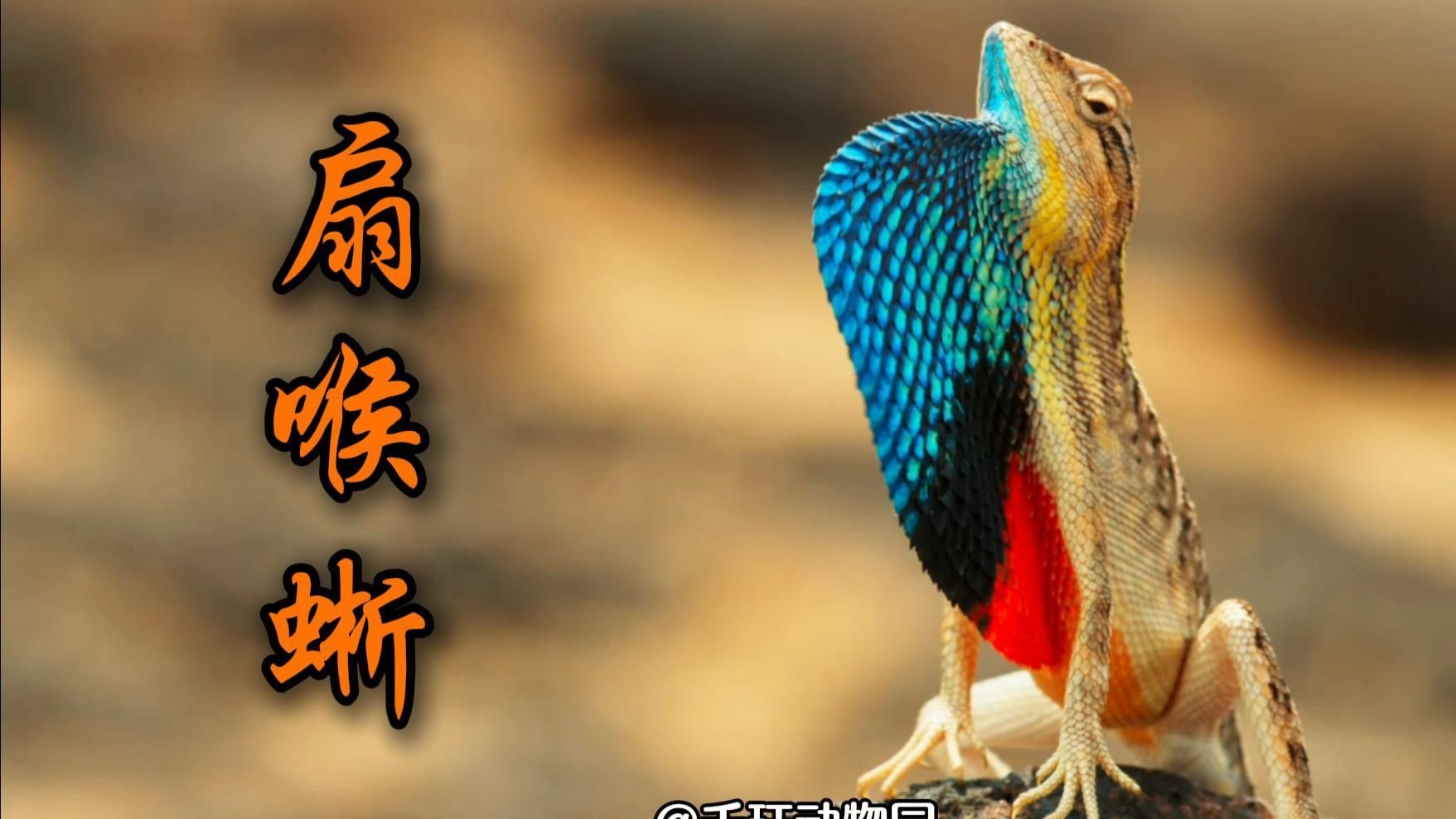 智者不入爱河，除非富婆男模