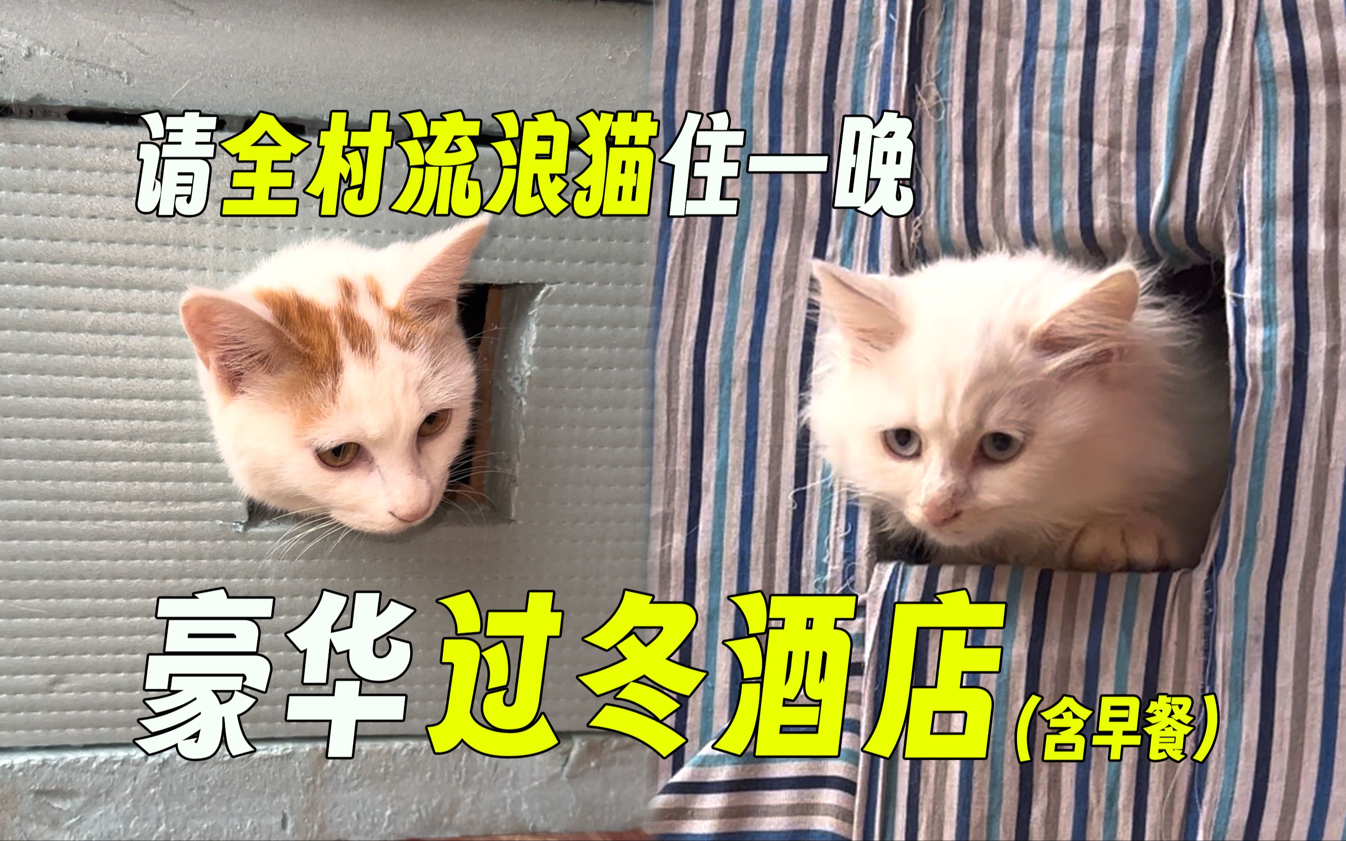 请全村小猫住一晚超保暖过冬猫窝！