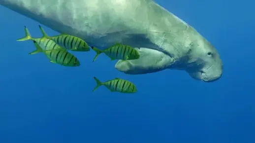 斯特拉大海牛，从发现到灭绝仅27年