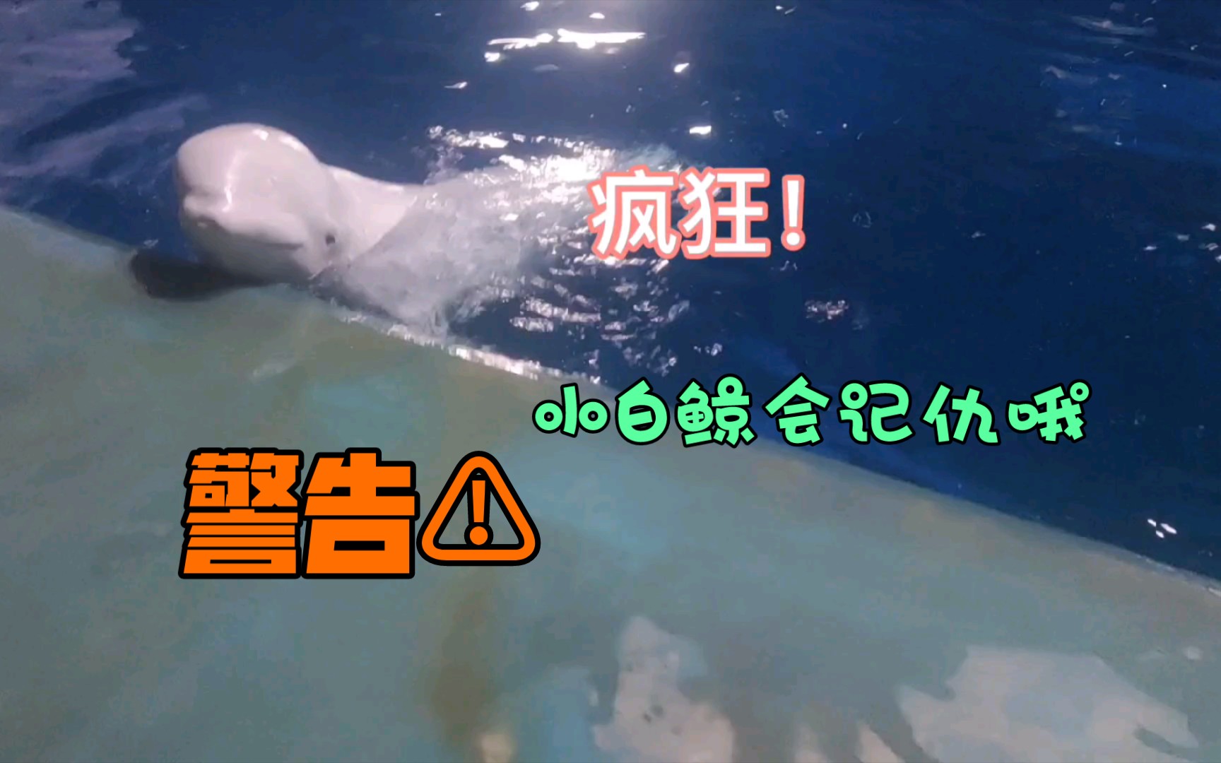（愤怒警告！）小白鲸发现投喂员去喂其他白鲸生气了！