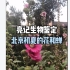 【亮记生物鉴定】北京初夏的花和蝉