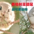 自然界最可爱动物，西伯利亚鼯鼠，鼯鼠界的小公主。
