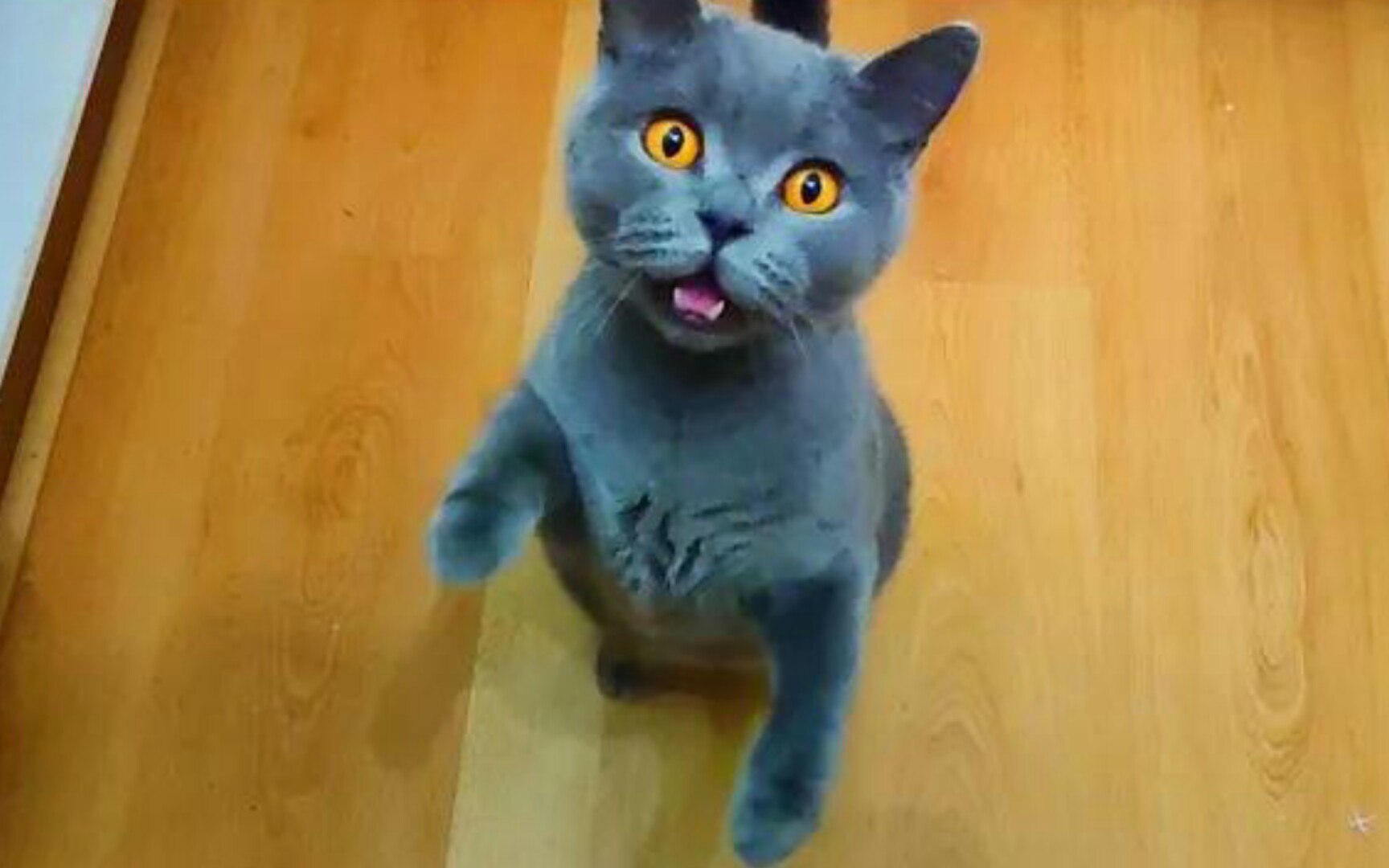 饥饿的蓝猫喵喵叫