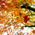 空镜头视频素材 红叶秋天落叶枫树枫叶 素材分享