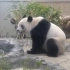 大熊猫“香香”即将回到中国，日本民众依依不舍