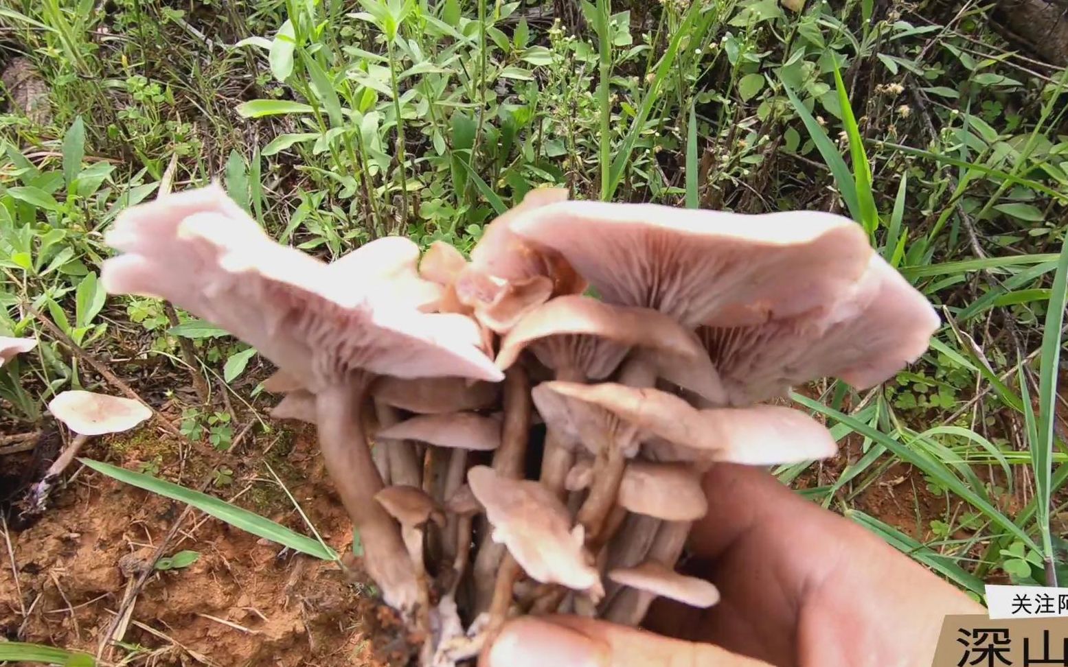 云南农村,自家玉米地里美味的紫色野生菌,拔到手酸