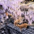 原来国画里的紫藤与猫咪是真实存在的，一群生活在屋顶上的可爱猫咪们，真的太治愈了，南京老门东的紫藤与屋顶上的猫咪。