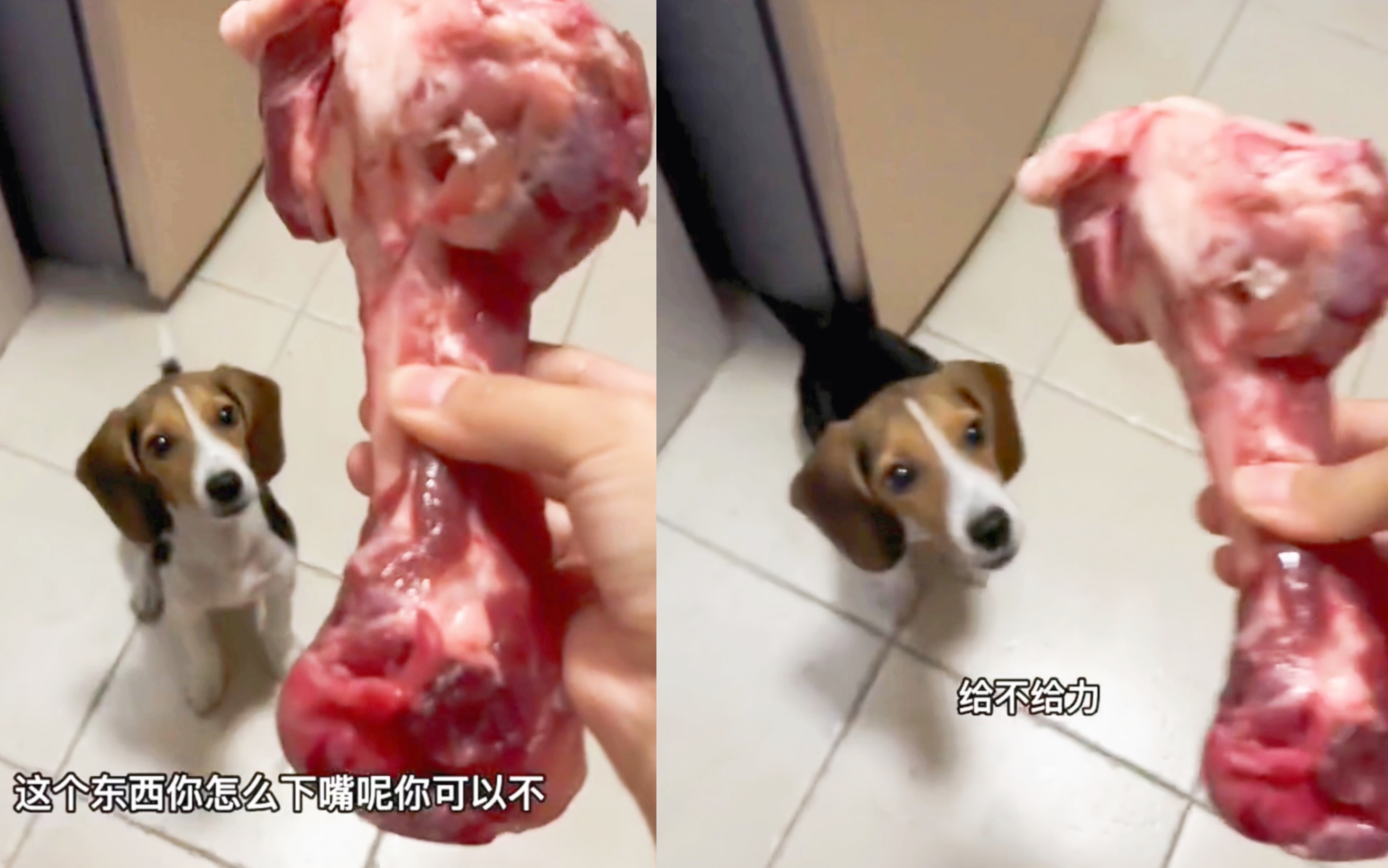 这磨牙棒太贵了！