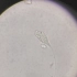 显微镜观察一种鞭毛虫
