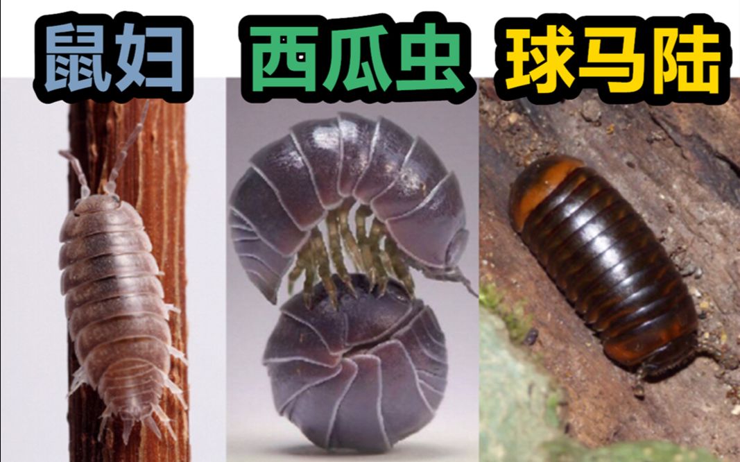 【科普】鼠妇 西瓜虫 球马陆!傻傻分不清楚?怎么区分?