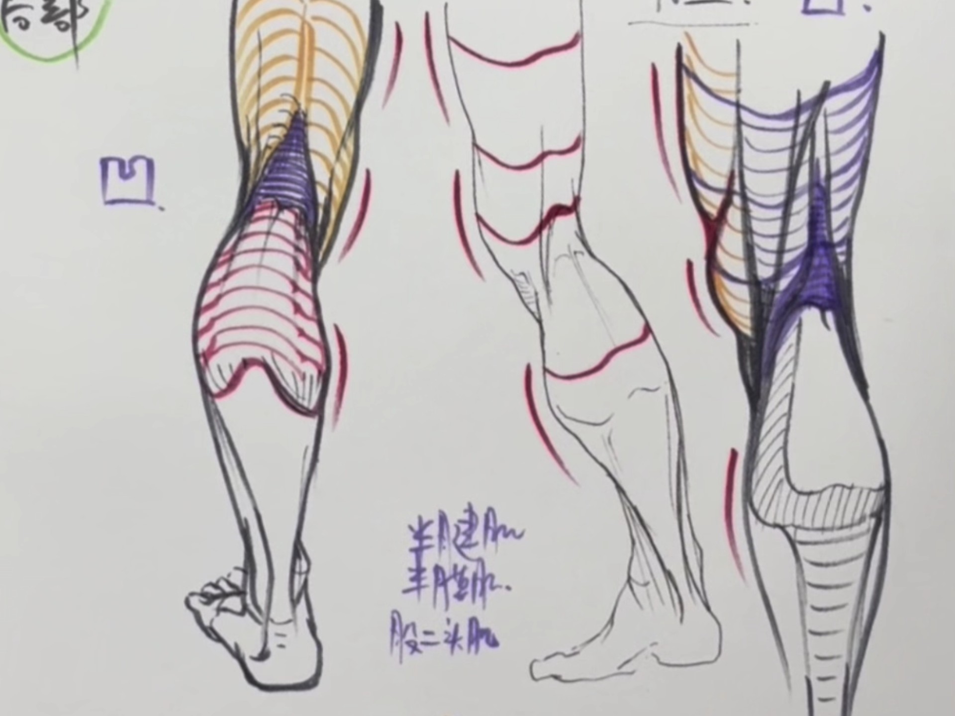 没想到膝盖背后的结构是这样画？！