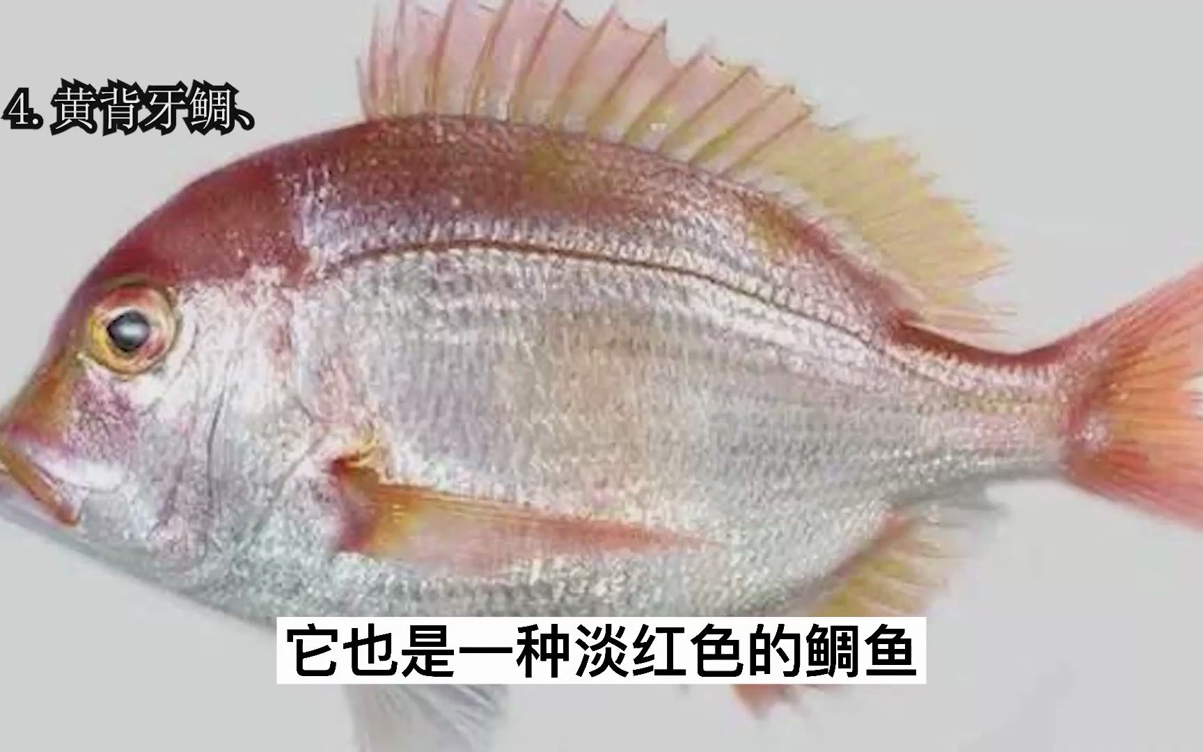 盘点常见鲷鱼的10大品种，由于外形极其相似，老渔民都经常认错！