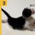 【幼猫喂养指南】3. 宠物专用奶瓶到底多好用？